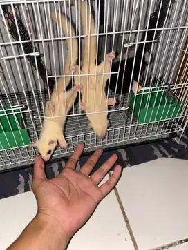 Sugar Glider Leuchistic Sepasang