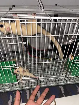 Sugar Glider Leuchistic Sepasang