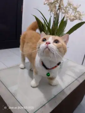 muchkin bsh short hear jasa pacak