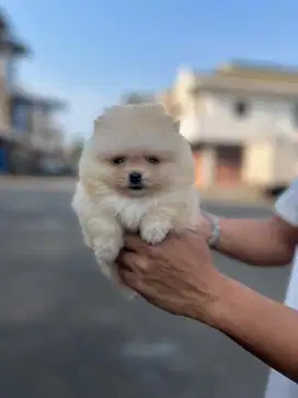 Sale minipom n superminipom murmer