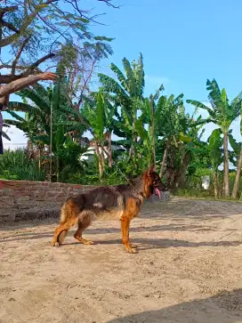 Anjing German Sherped Betina