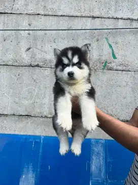Sale siberian husky longhair n blue eyes murmer