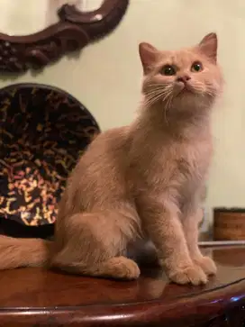 kitten british bsh cream jantan