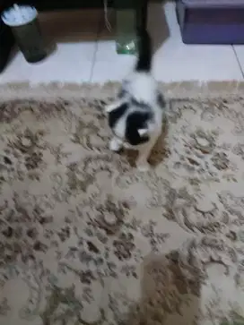 Anak kucing 2 bulan jantan lucu