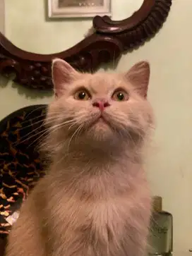 kitten british bsh cream jantan