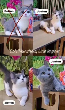 Lepas adop Bsh Munchkin/Munchkin Bsh/British short hair/Munchkin