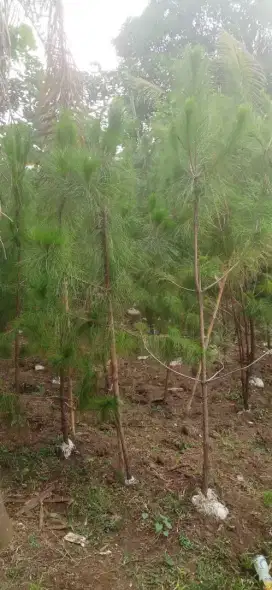 tukang pohon cemara pinus