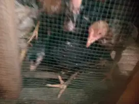 Ayam kampung super berat 1 kg