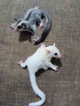 Sugar Glider Classic Grey