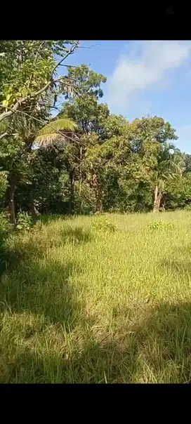TANAH MURAH LOKASI SIANGA RAJA BALI