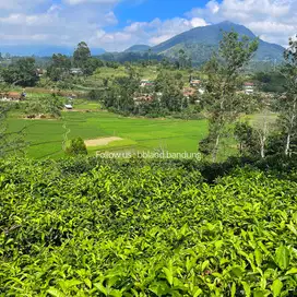 Jual tanah murah di Ciwidey Cocok untuk Villa