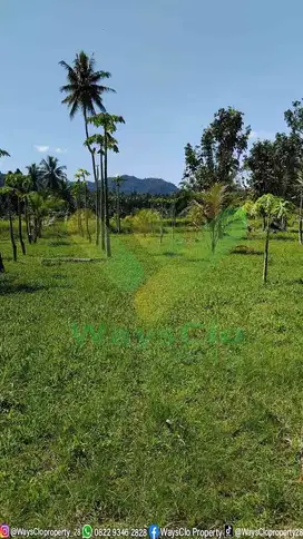 DIJUAL CEPAT TANAH PERKEBUNAN CANTIK DI TALAWAAN, HARGA SANGAT MURAH