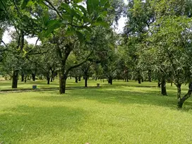 Cafe dan Kebun Mangga di Panyingkiran Majalengka