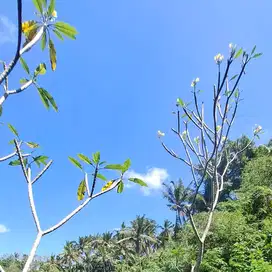 Freehold land 5 Hectare Ubud