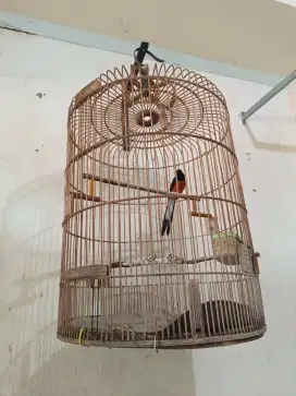 2 murai batu + 1 kacer