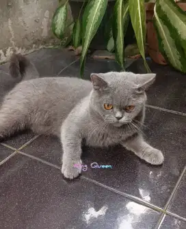 Kucing BSH British Shorthair Blue Solid Betina 9 bulan Mulai Birahi