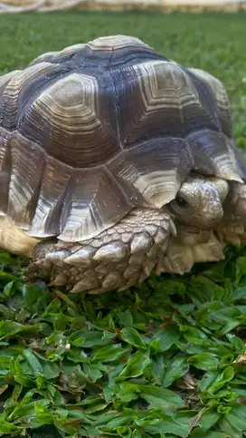 sulcata jantan sehat kesayangan