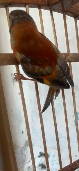 siskin dilute mulus rajin