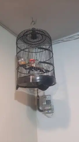 Jual crucukan Fullset Kandang Love Bird