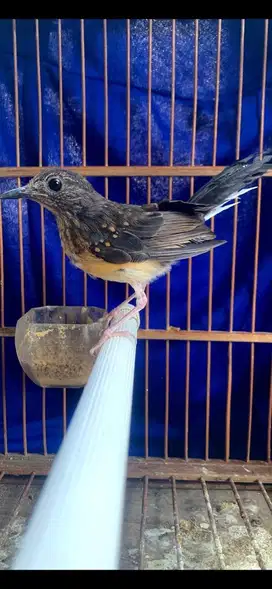 murai trotol mulus bunyi