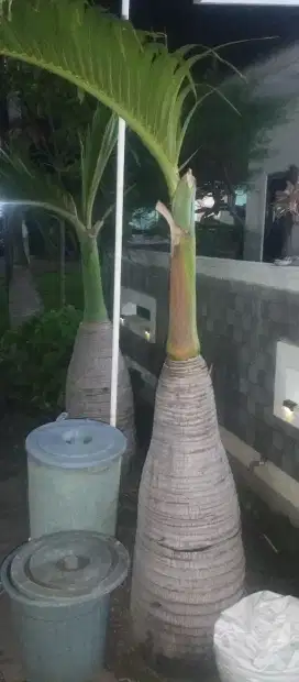 Tanaman hias palem botol