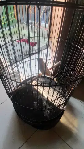 Jual burung kenari