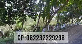 Dijual tanah nol jalan propinsi grujugan bondowoso