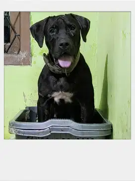 Indukan American Pitbull Terrier