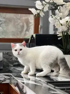 Kucing british shorthair (BSH) jantan