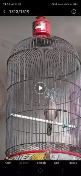 Perkutut Bangkok Durasi seperti Lovebird