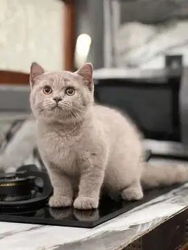Kucing british shorthair (BSH) jantan
