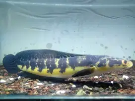 Channa maru riau