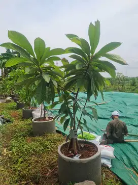 Dijual Cepat Tanah Kosong Produktif Dekat Tol di Kp Gabus Rawa Bekasi