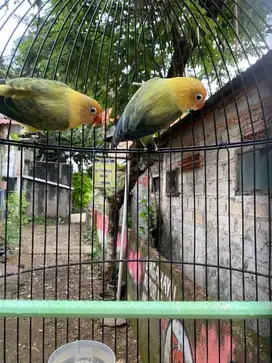 Lovebird Biola Dewas Sepasang Produk