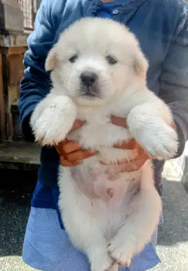 Puppy kintamani jantan