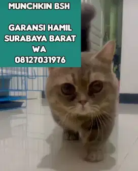 Munchkin british shorthair pemacakan