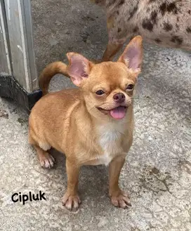 Pejantan Chihuahua