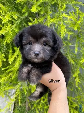 Tiny MALTIPOO SILVER