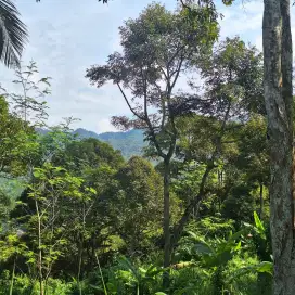 Dijual Kebun Duren Pinggir Jalan Propinsi Cianjur