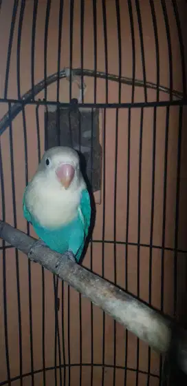 Love bird Biola Aqua B2 split PF