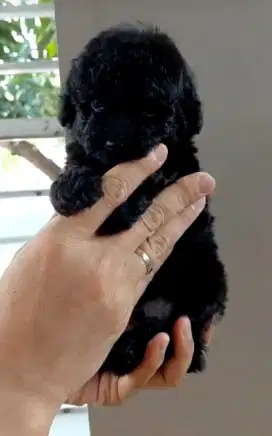 Solid male black toy poodle puppy, stb, vaksin, good quality