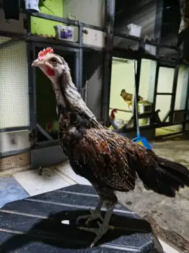 Jual anakan ayam hutan ( jalak )