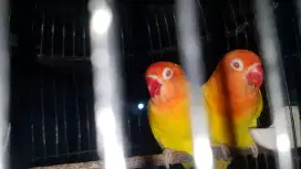 Love Bird Lutino's Red Eye's