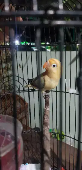 Love Bird Biola PB Euwing split PF split Aqua