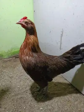 Ayam hutan betina siap ternak