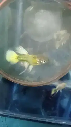 Guppy Full Gold Ribbon