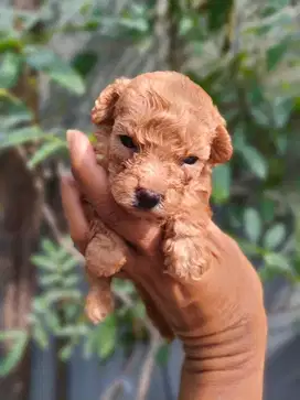 anjing poodle jefra kennel