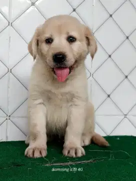 Anakan anjing ras mix