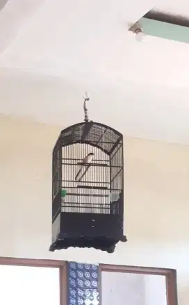 Burung cendet gacor