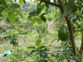Lahan perkebunan